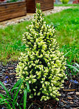 Ялина канадська Дейзі Вайт / h 50-60 / Picea glauca Daisy's White, фото 6