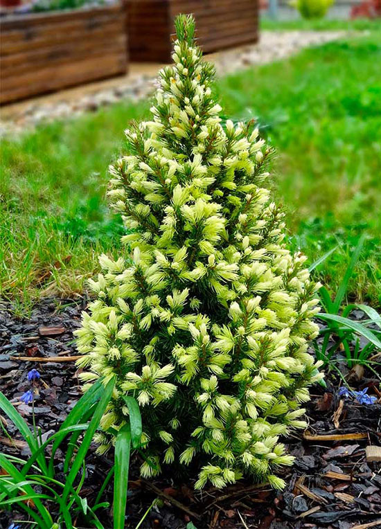 Ель канадская Дейзи Вайт / h 35-45 / Picea glauca Daisy's White - фото 4 - id-p1232385208