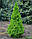 Ялина канадська 'Коніка' 1м Picea glauca 'Conica', фото 7