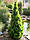 Ялина канадська 'Коніка' 1м Picea glauca 'Conica', фото 9