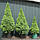 Ялина канадська 'Коніка' 1м Picea glauca 'Conica', фото 2