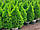 Ялина канадська 'Коніка' 1м Picea glauca 'Conica', фото 3