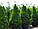 Ялина канадська 'Коніка' 1м Picea glauca 'Conica', фото 8
