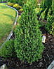 Ялина глаука Перфекта / C5 / h 50-60 / Picea glauca Perfecta, фото 8