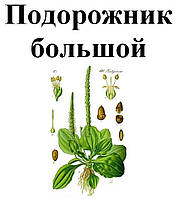 Подорожник большой, трава сухая, 35 грамм.