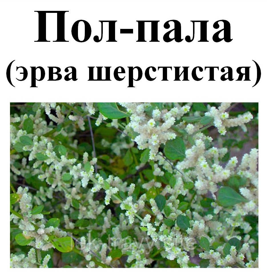 Где Купить Пол Палу