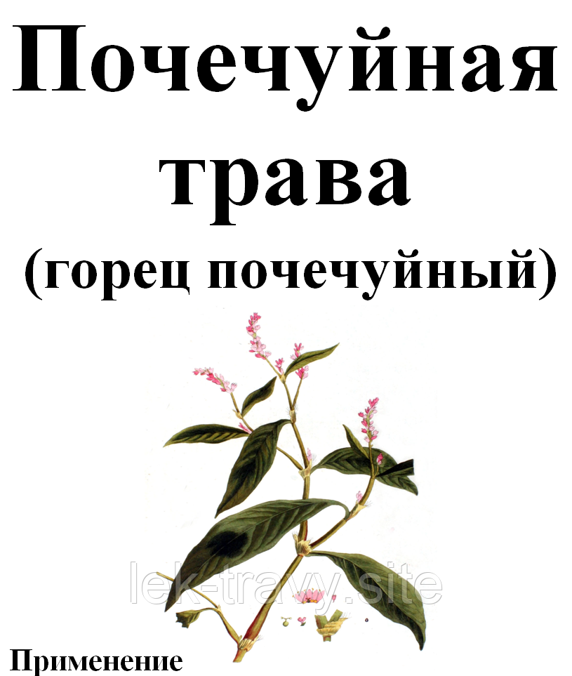 Гірчак почечуйний (почечуйная трава), 35 грам, ціна 20 грн — Prom.ua ...