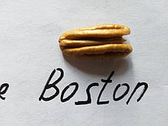 Пекан "Бостон"(Boston) 2 річний,великоплідний