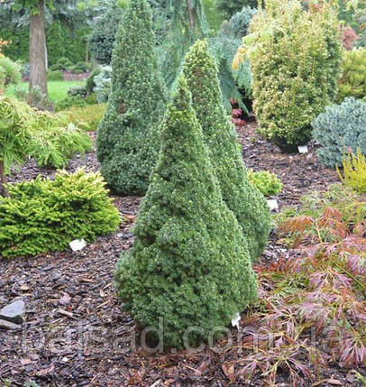 Ялина канадська Коніка / С12 / h 90-100 / Picea glauca Conica, фото 3