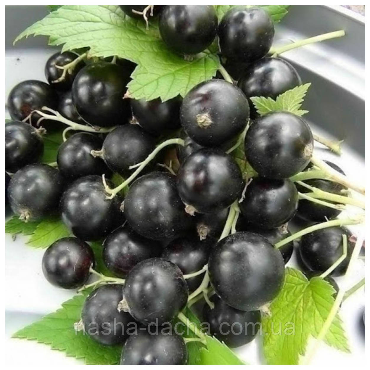 Смородина чорна Вернісаж