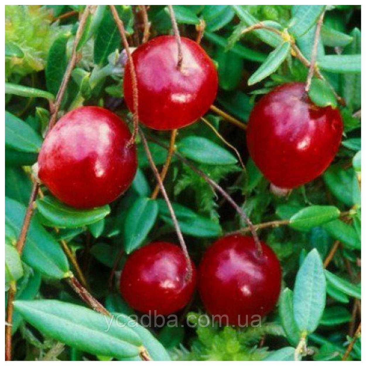 Журавлина Бен Лір 3 роки, фото 1