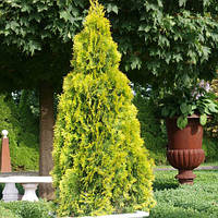 Саженцы Туи западной Голден Смарагд (Thuja occidentalis Golden Smaragd)(Однолетняя)