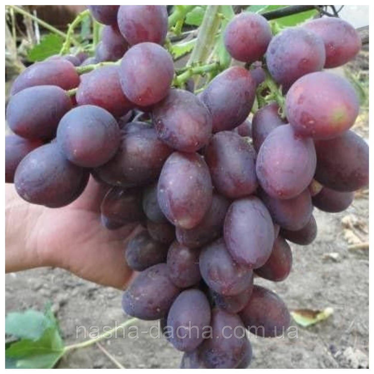 Виноград Кіровоградський