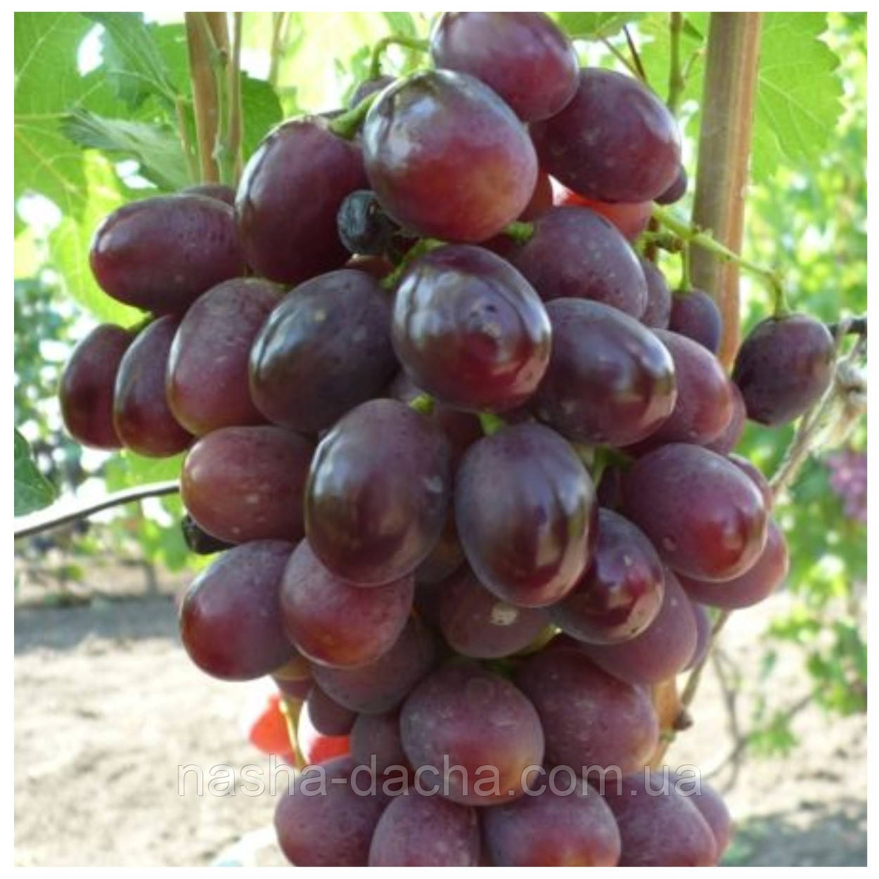 Виноград Ірен