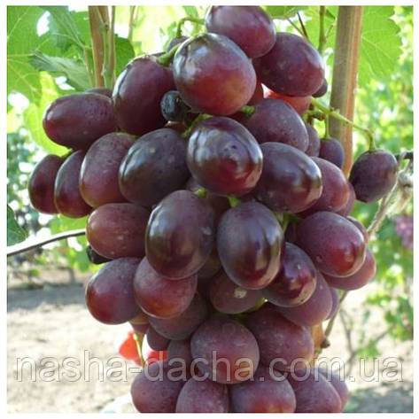 Виноград Ірен, фото 1