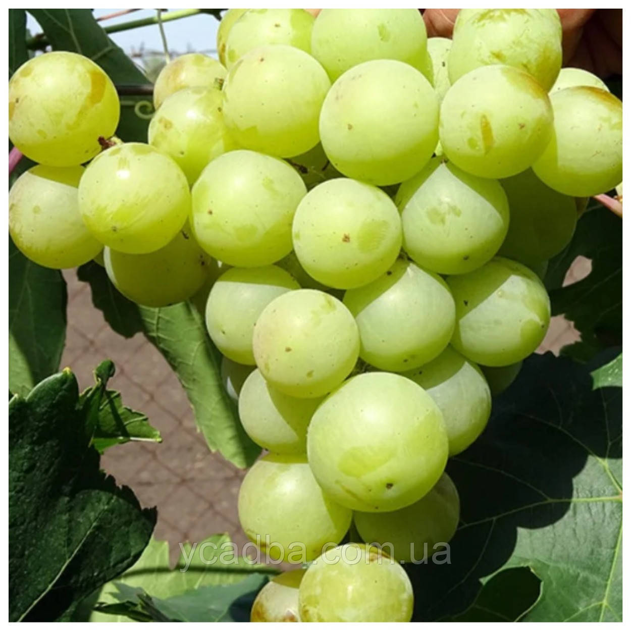Виноград Колобок (зкс), фото 1