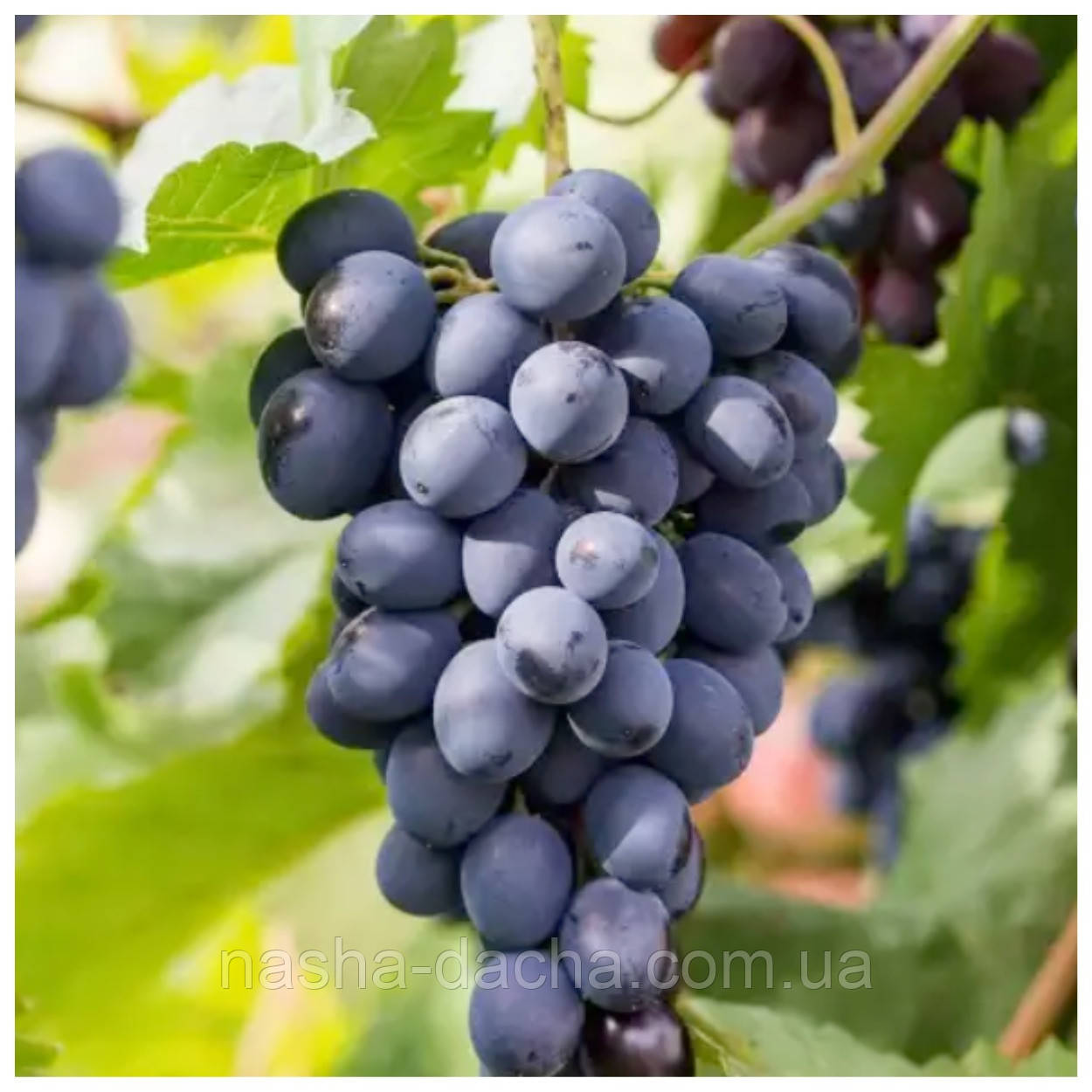 Виноград Сапераві (зкс)