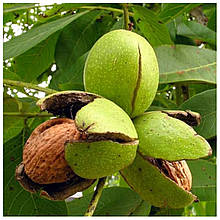 Волоський горіх Ідеал 1 рік