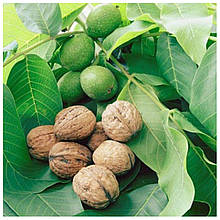 Волоський горіх Тимофій 1 рік