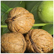 Волоський горіх Буковинська бомба 1 рік