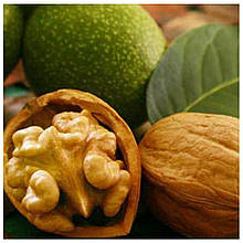 Волоський горіх Казаку 1 рік, сіянець