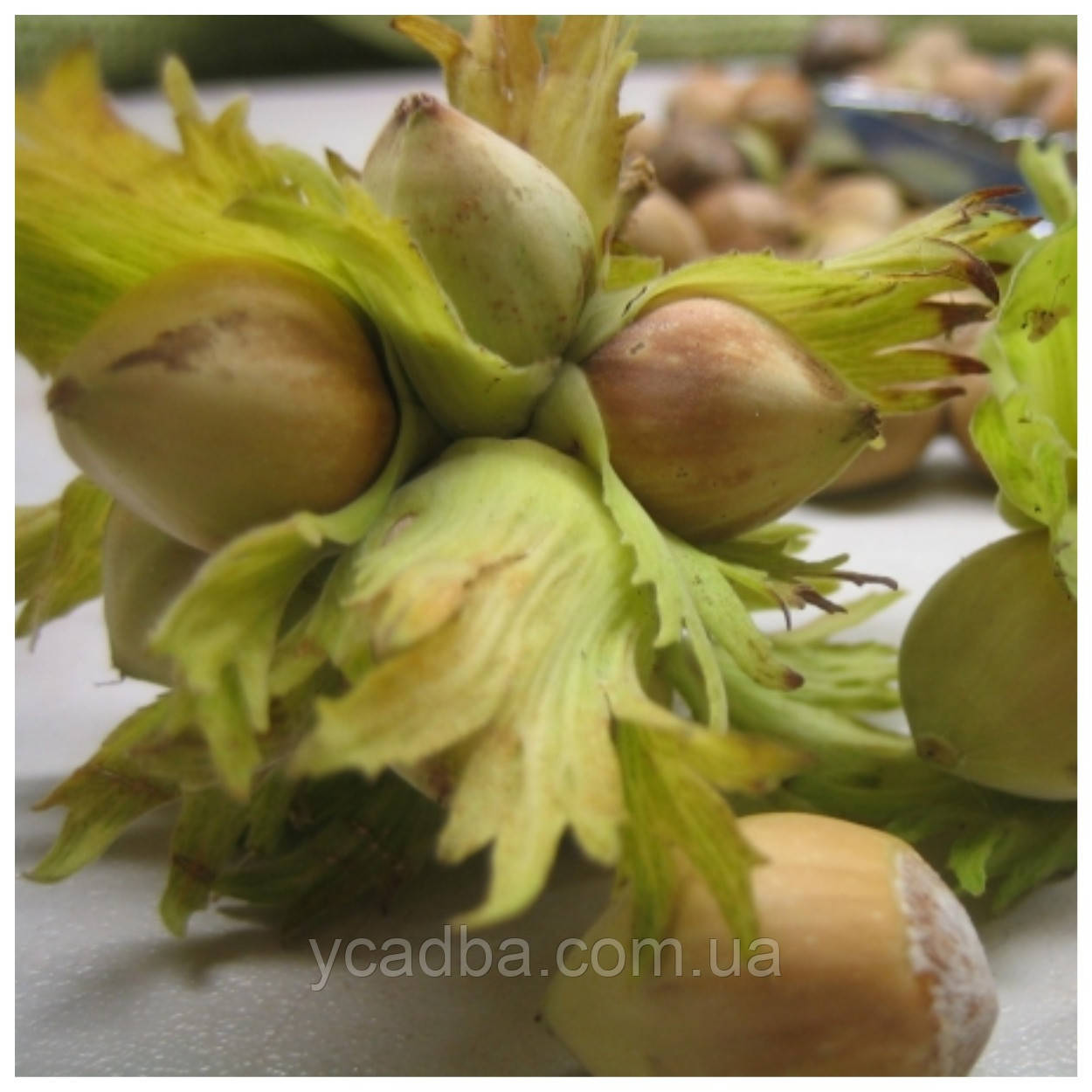 Фундук Морозівський вкс 1 рік, фото 1