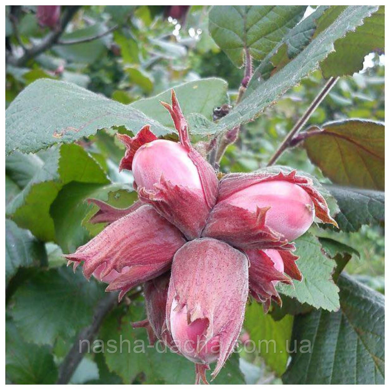 Фундук червонолистий Катерина (контейнер 2л)