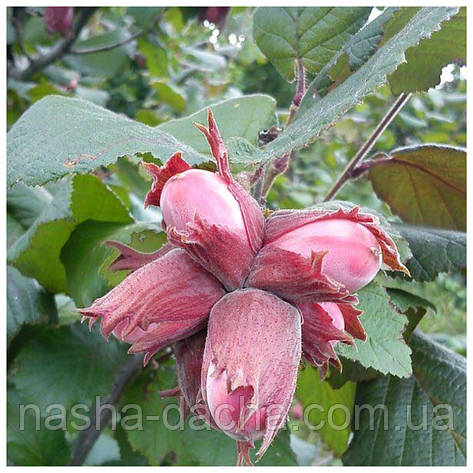 Фундук червонолистий Катерина (контейнер 2л), фото 1