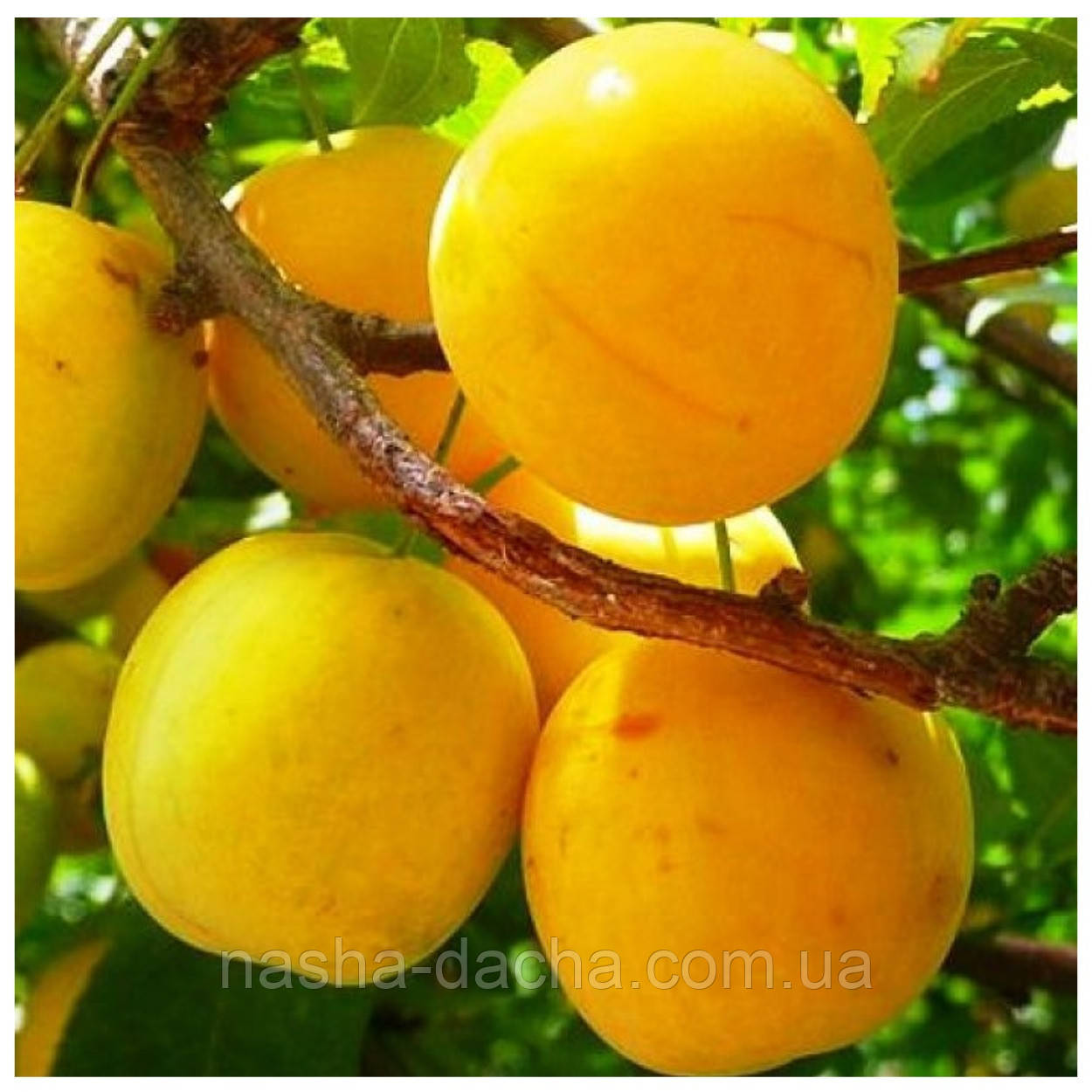 Слива Ренклод Бове (середньостигла)