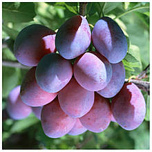 Слива Ренклод Карбишва (середньостигла)