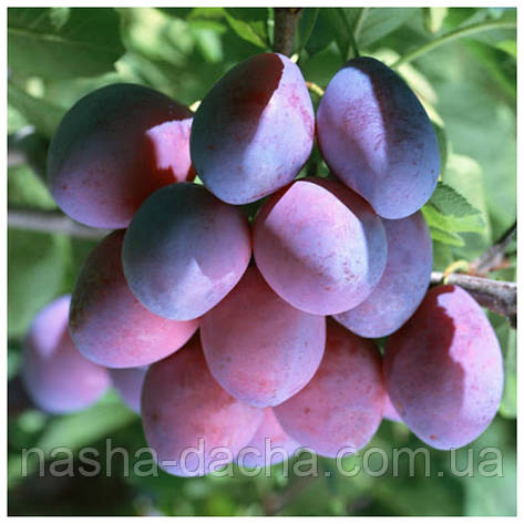 Слива Ренклод Карбишва (середньостигла), фото 1