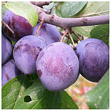 Злива Кабардинка (пізня)