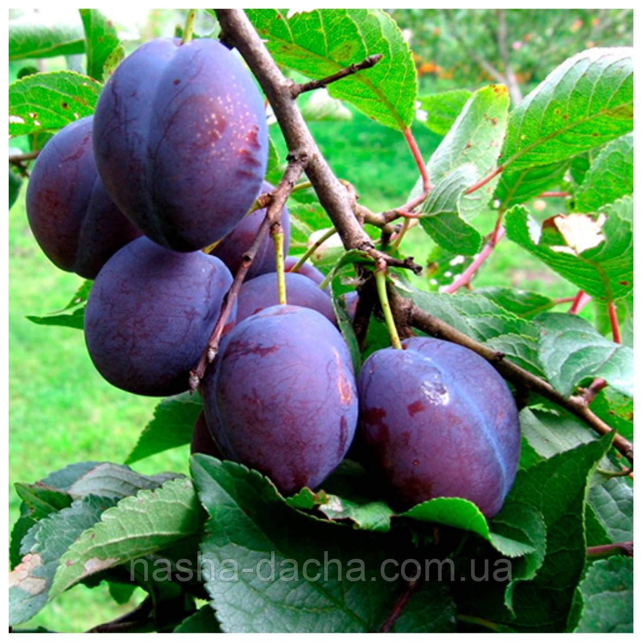 Слива Чачака Лепотика (середньостигла)