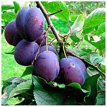 Слива Чачака Лепотика (середньостигла)