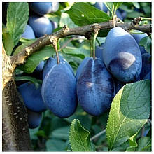 Слива Стенлей (пізня)