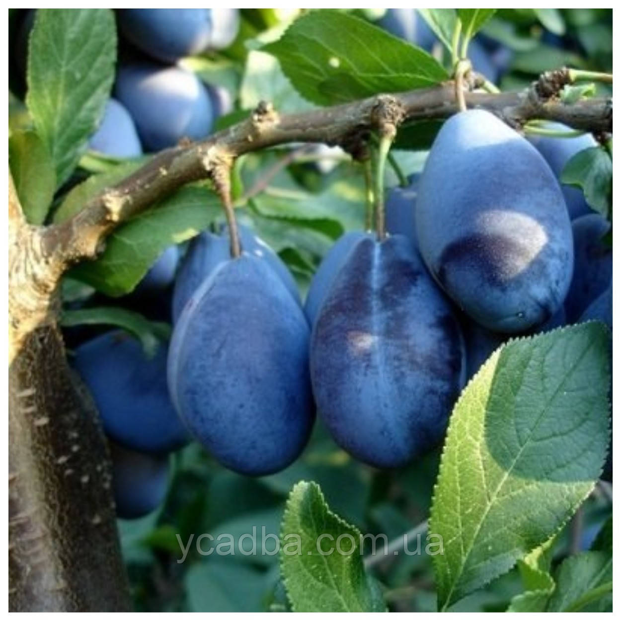 Слива Стенлей (пізня), фото 1