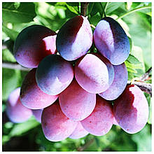 Слива Киргизька Чудова (пізня)