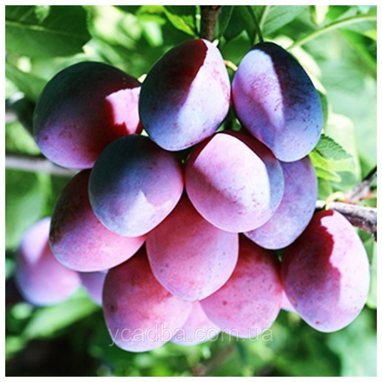 Слива Киргизька Чудова (пізня), фото 1