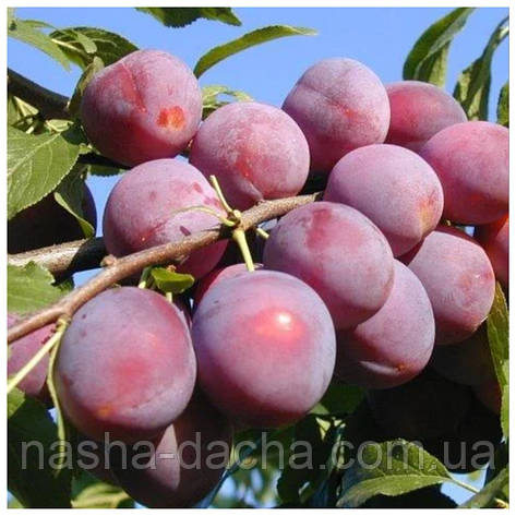 Слива Ісполінська (середньо-пізній), фото 1