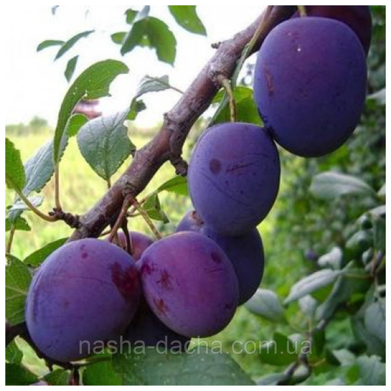 Слива Ганіта (середньо-пізня)