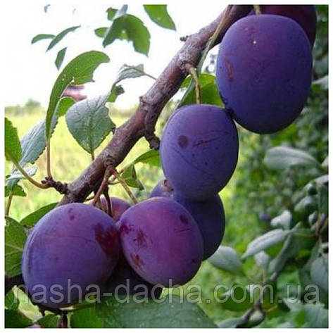 Слива Ганіта (середньо-пізня), фото 1