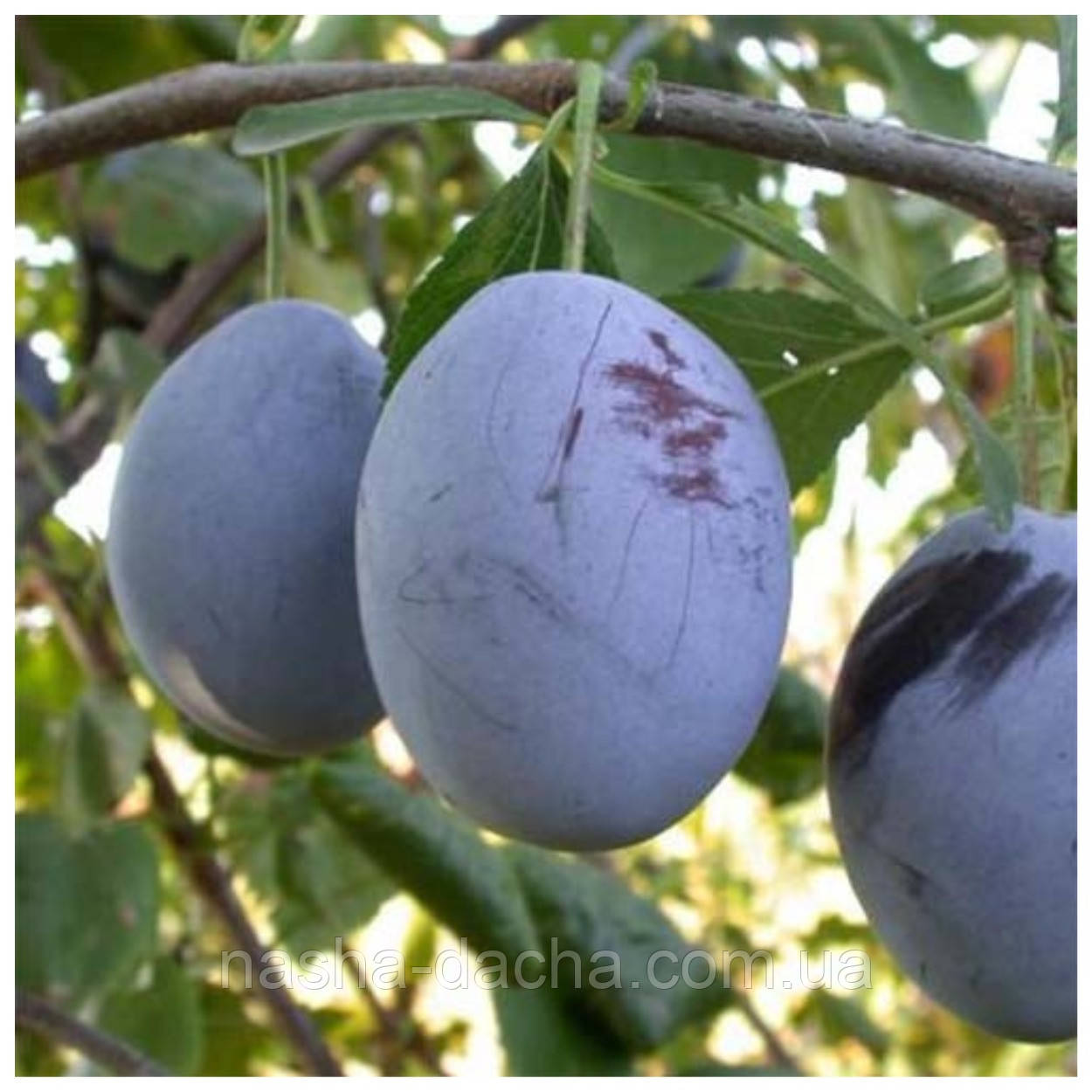 Слива Ода (рання)