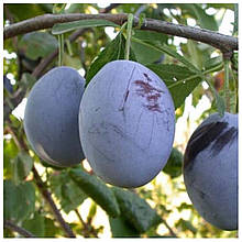 Слива Ода (рання)