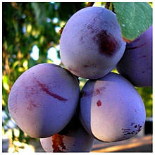 Слива Анна Шпет (середньо-пізня)