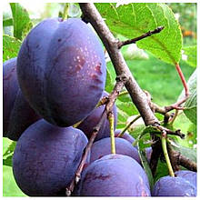 Слива Угорка (середньостигла)