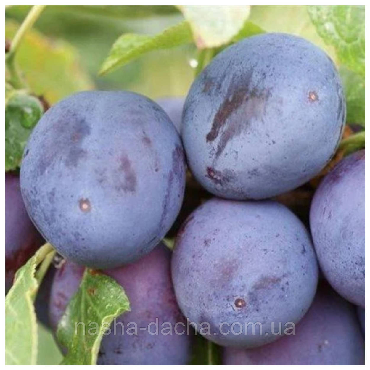 Слива Хаганта (пізня)