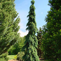 Ель сербская Пендула / С10 / h 60-70 / Picea omorika Pendula