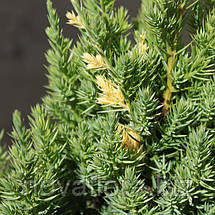 Ялівець китайський 'Стрікта Варієгата / Stricta Variegata' ком 70-80см, фото 3