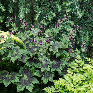 Герань Садова Phaeum Samobor (Самобор), фото 2