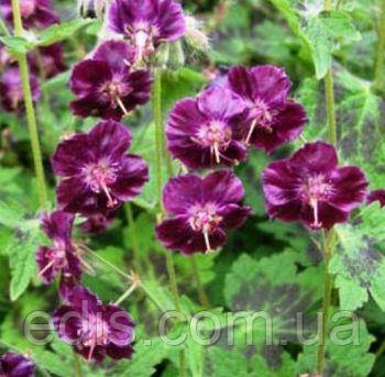 Герань Садова  Phaeum Samobor (Самобор)